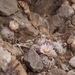 Mammillaria sanchez-mejoradae - Photo (c) Silvino Eduardo, all rights reserved, uploaded by Silvino Eduardo