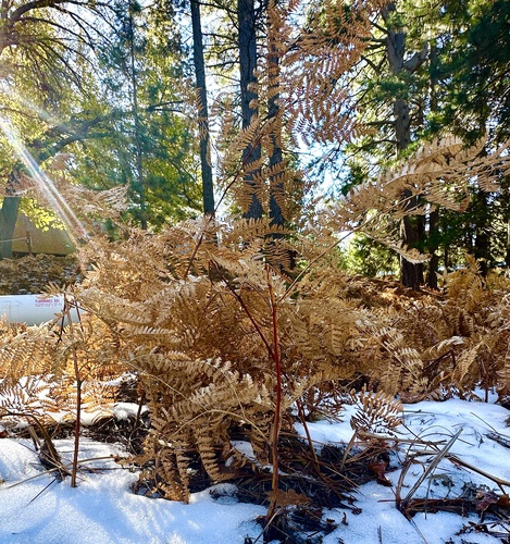 iNaturalist observation photo of common bracken