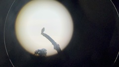 Falco rufigularis image