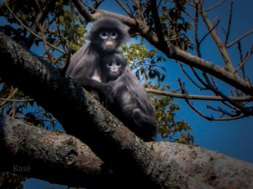 Dusky Leaf Monkey (Trachypithecus obscurus) · iNaturalist