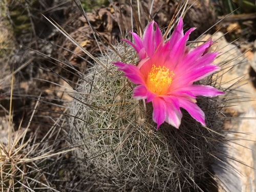 Thelocactus macdowellii