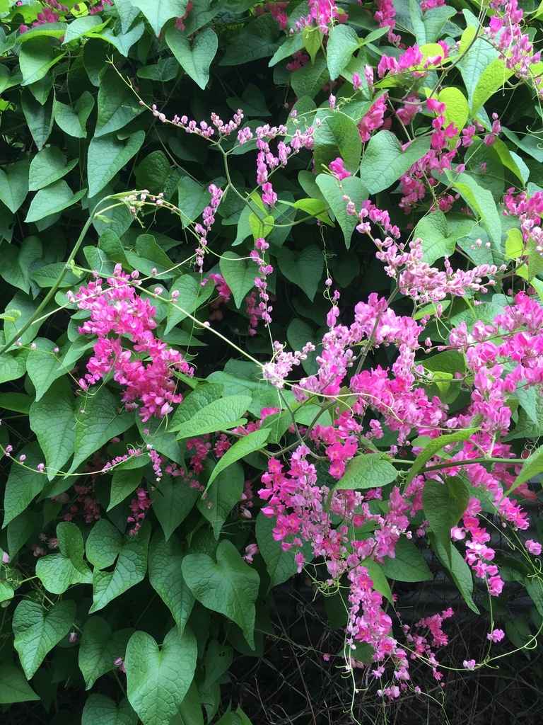 Coral Vine from 1505 Garden St, Austin, TX, US on October 5, 2018 at 11 ...