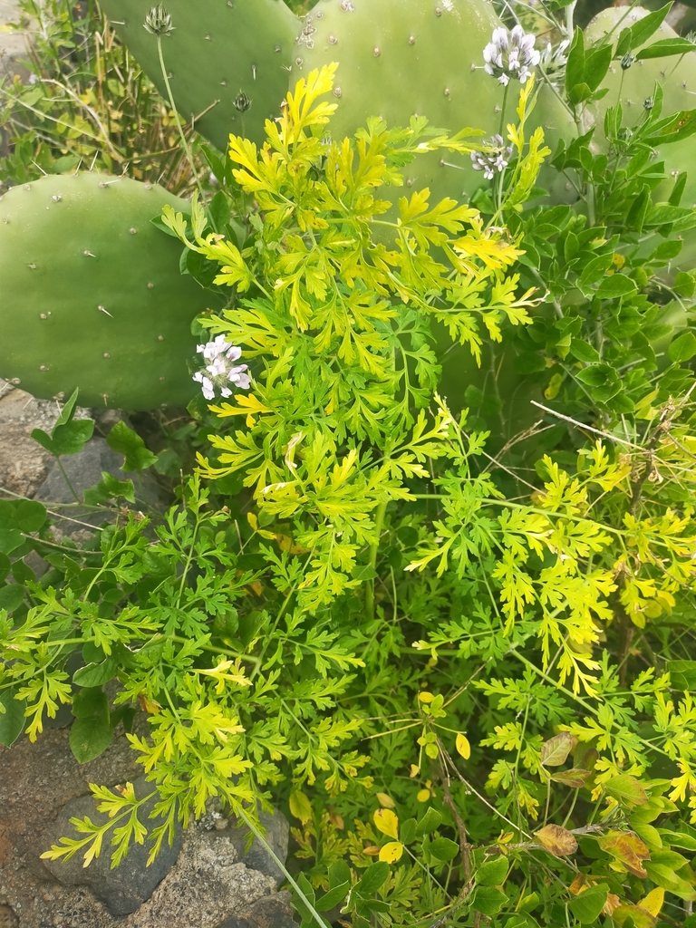 Cañaheja