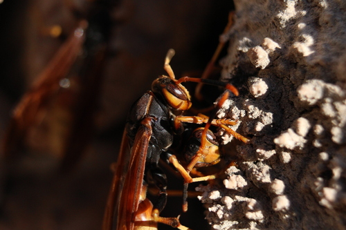 Polistes comanchus