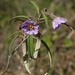 Solanum neoanglicum - Photo (c) Luis Webber, all rights reserved, uploaded by Luis Webber