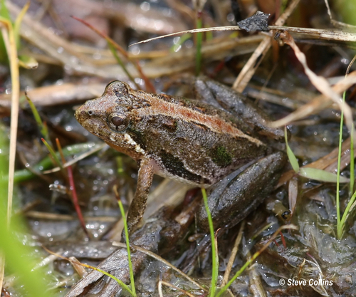 Southern Cricket Frog