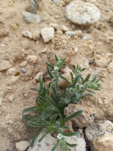 Mexican cryptantha