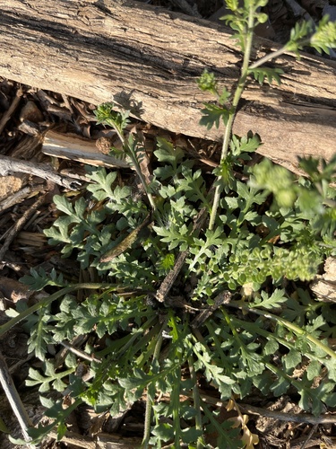 iNaturalist observation photo of Lesser swine-cress