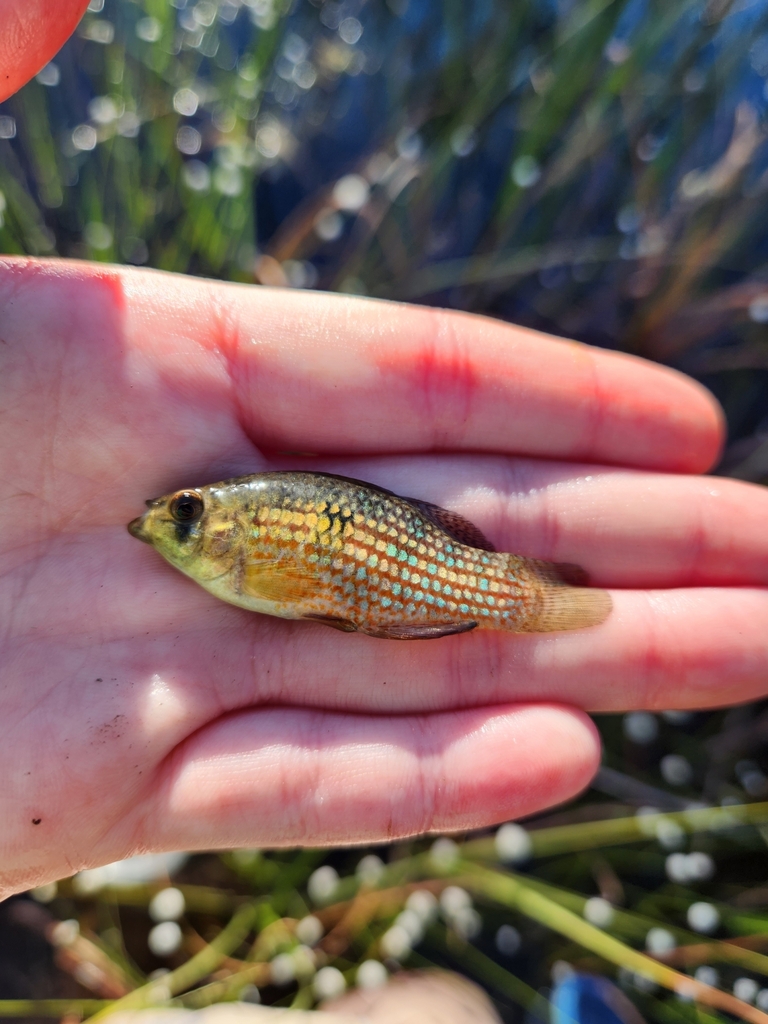 American Flagfish from St. Marks National Wildlife Refuge on March 16 ...