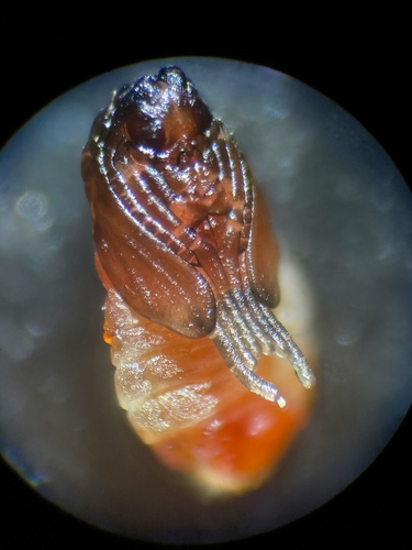 Wachtliella ericina