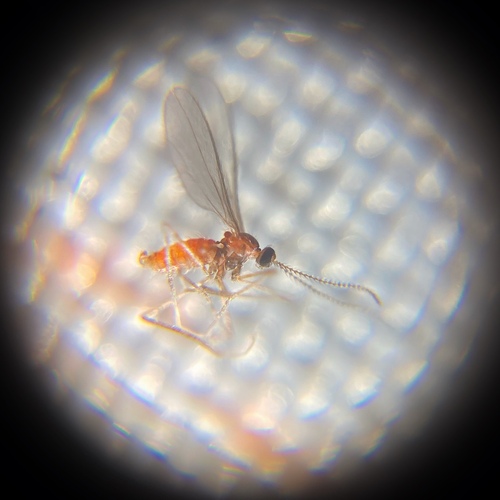 Wachtliella ericina