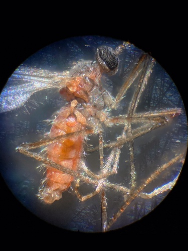 Wachtliella ericina
