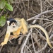 Black-capped Squirrel Monkey - Photo (c) andrespiscitello, all rights reserved