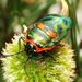 Metallic Shield Bug - Photo (c) Mark Ridgway, all rights reserved, uploaded by Mark Ridgway