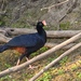 Razor-billed Curassow - Photo (c) andrespiscitello, all rights reserved