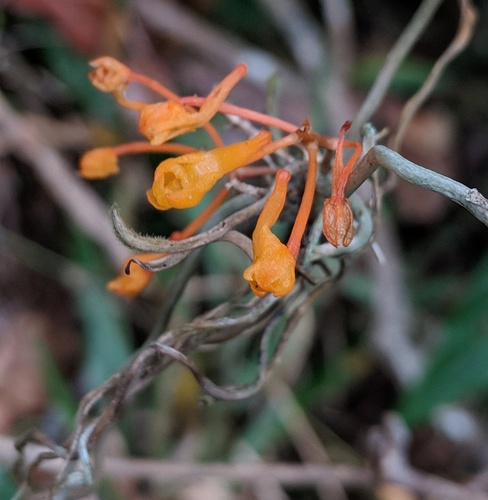 Microcoelia gilpiniae