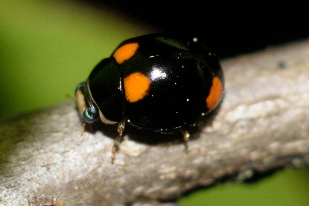 Four-spotted Spurleg Lady Beetle (Brachiacantha
