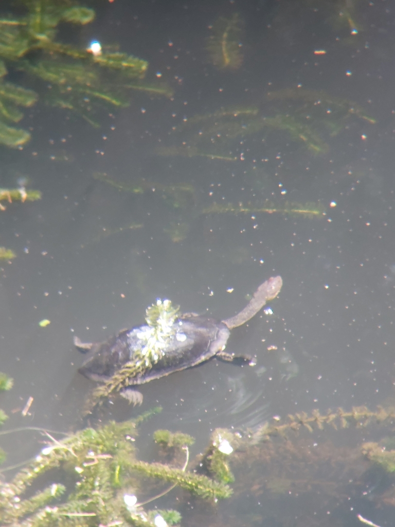 Common Snake-necked Turtle from North Epping NSW 2121, Australia on ...