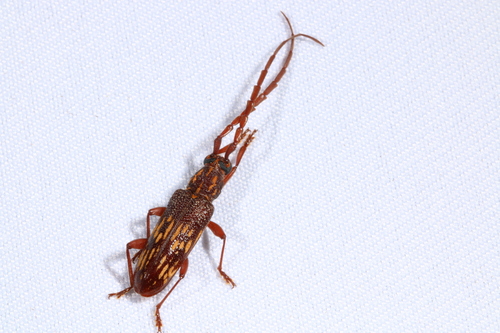 Xoanodera vermiculata