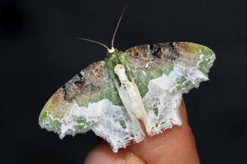 Eucyclodes semialba (Walker, 1861)