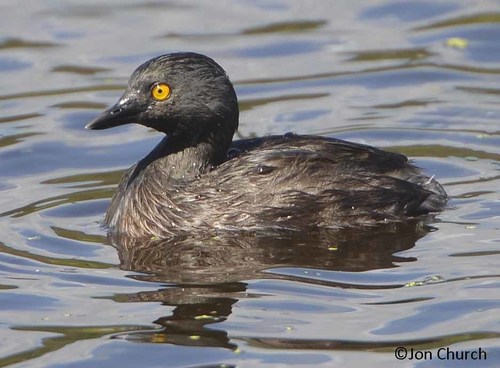 Least Grebe