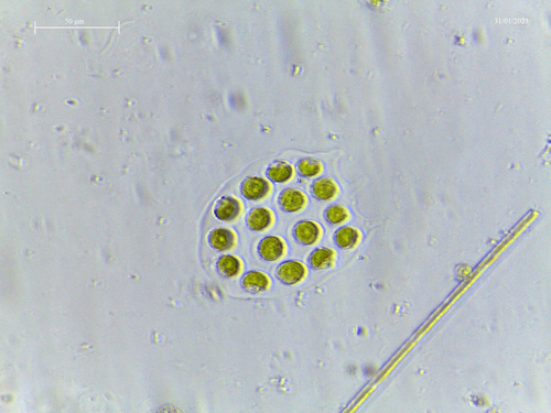 Platydorina caudata