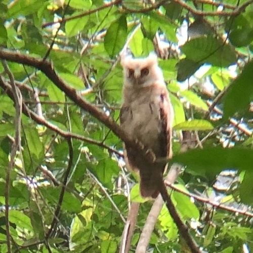 Maned Owl