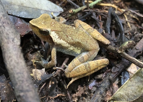 Golden Puddle Frog