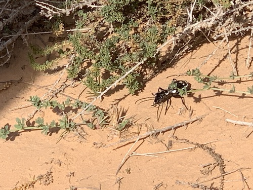 Anthia sexmaculata