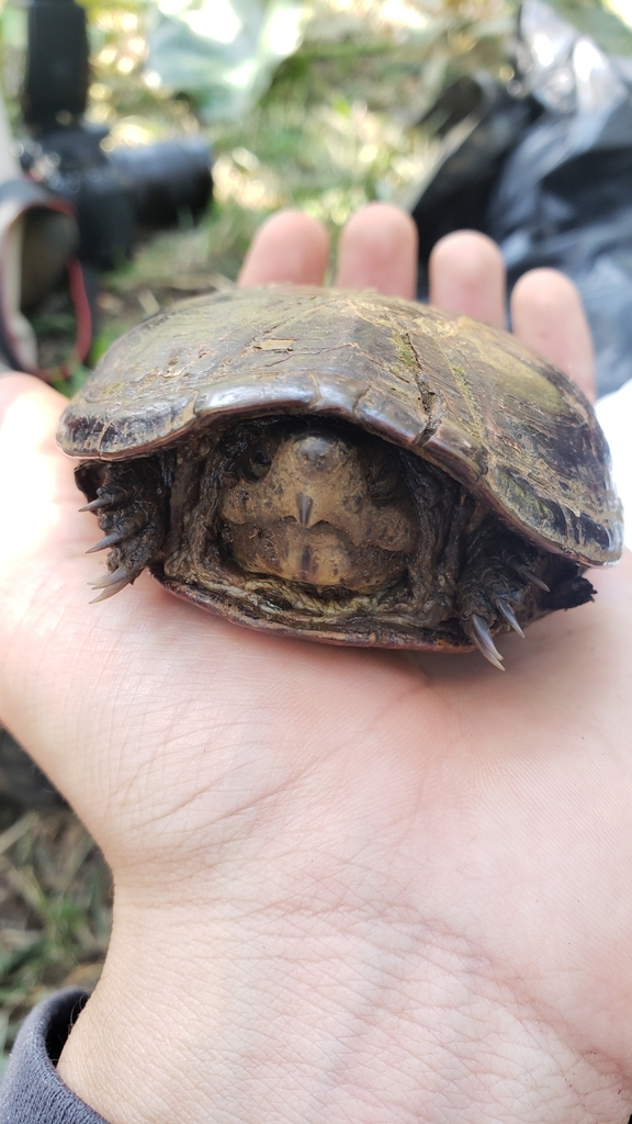 Herrera's Mud Turtle from 73088 Pue., México on March 04, 2023 at 10:31 ...