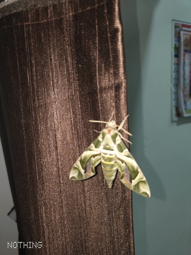 Oleander Hawkmoth