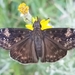 Zarucco Duskywing - Photo (c) Lincoln Durey, all rights reserved, uploaded by Lincoln Durey