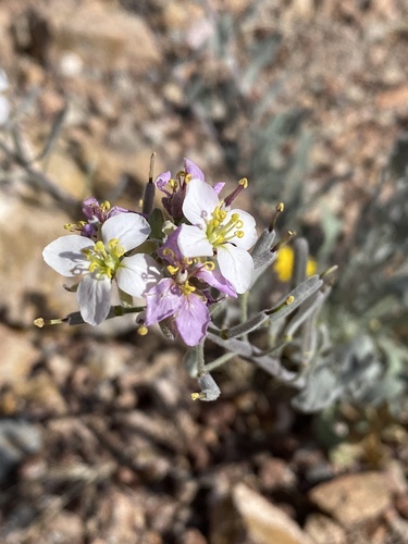 Bicolor Fanmustard