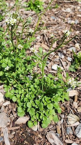 iNaturalist observation photo of hairy bittercress