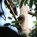 Cuscuses and Brushtail Possums - Photo (c) Harm Ormel, all rights reserved, uploaded by Harm Ormel