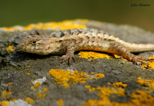 Subespecies Sceloporus horridus albiventris · iNaturalist Mexico