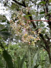 Begonia glabra image