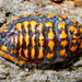 Monophlebulus pilosior - Photo (c) Mark Ridgway, todos los derechos reservados, subido por Mark Ridgway