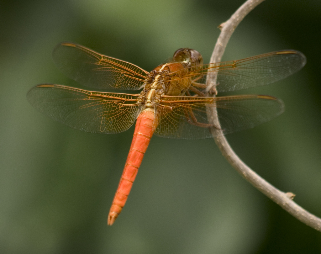 chasers-and-king-skimmers-from-marshall-county-mn-usa-on-july-4-2007