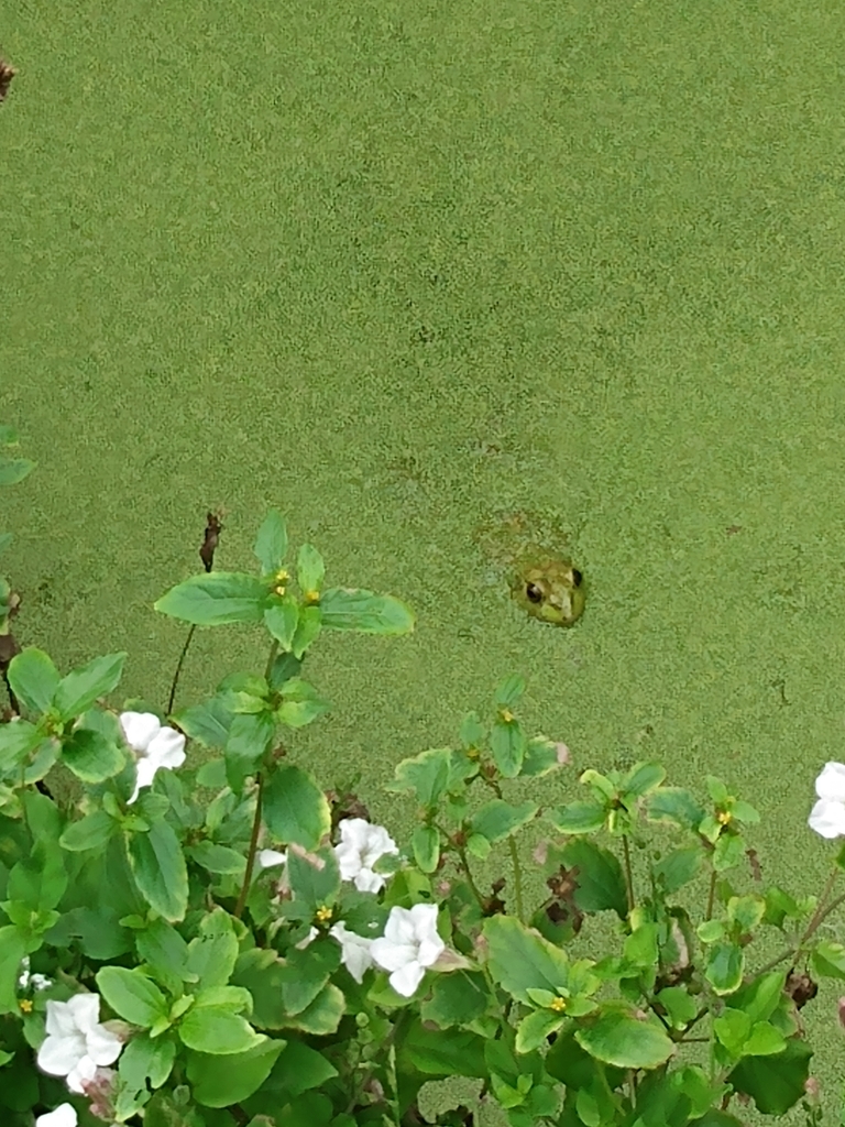 American Bullfrog from Kauai County, USHI, US on March 17, 2023 at 1114 AM by Matt Sieja