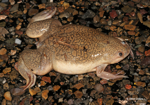 African Clawed Frog