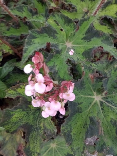 Begonia heracleifolia image