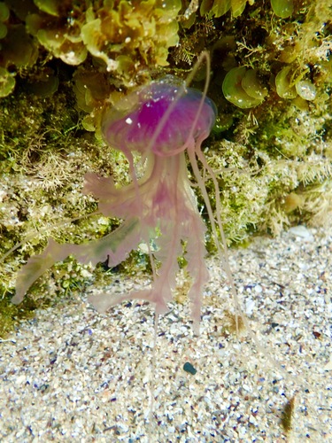 photo of Purple-striped Jellies (Pelagia)