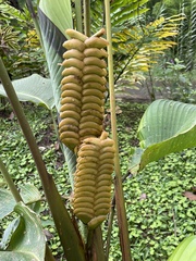 Calathea crotalifera image