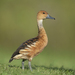 Fulvous Whistling-Duck - Photo (c) Hydrobates tethys, all rights reserved, uploaded by Hydrobates tethys