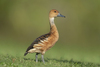 Fulvous Whistling-Duck - Photo (c) Hydrobates tethys, all rights reserved, uploaded by Hydrobates tethys