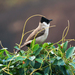 Sooty-headed Bulbul - Photo (c) キース搵肥, all rights reserved, uploaded by キース搵肥