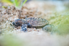 Hawksbill Turtle