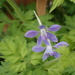 Delphinium anthriscifolium savatieri - Photo (c) Monan Q, todos os direitos reservados, uploaded by Monan Q