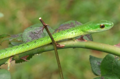 Western Green Snake